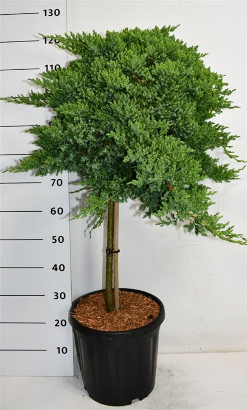 Juniperus procumbens 'Nana' - 80 CM Stem C25